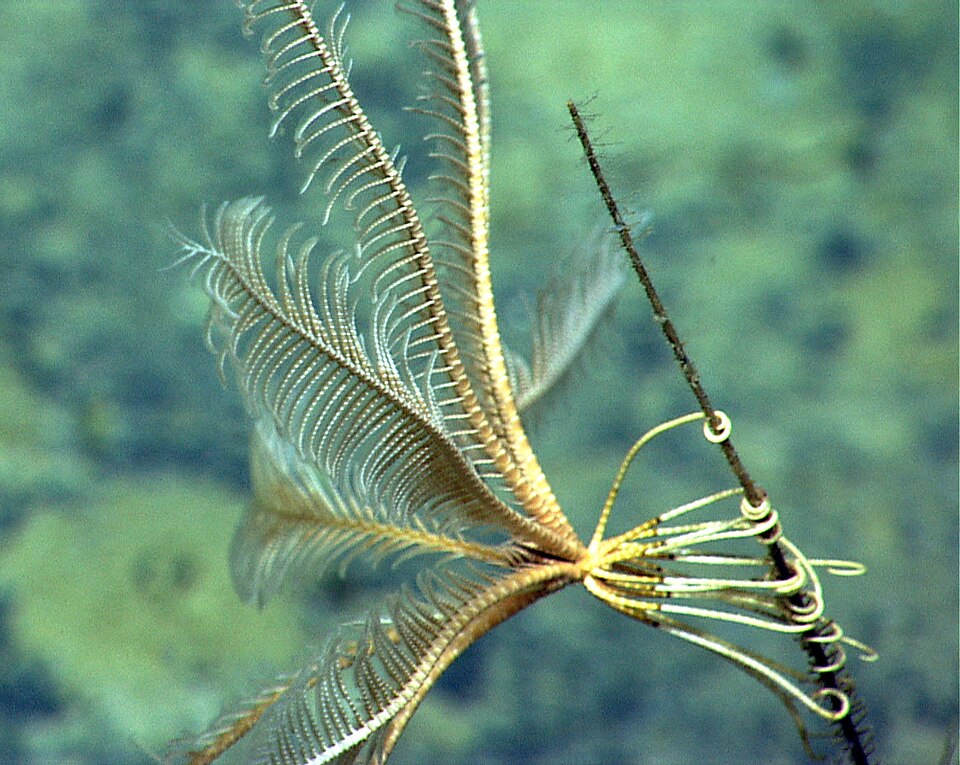 海洋探险家实船照片